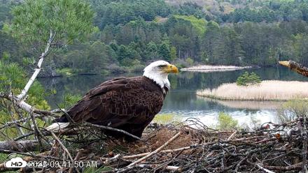 VINS Bald Eagles Nest Live Cams - May 13, 2026, 9:42am EDT