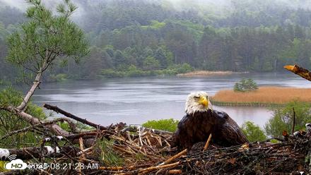 VINS Bald Eagles Nest Live Cams - May 24, 2026, 8:22am EDT