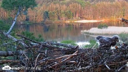VINS Bald Eagles Nest Live Cams - May 18, 2026, 7:48pm EDT