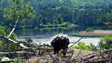 VINS Bald Eagles Nest Live Cams - Jun 3, 2026, 9:40am EDT