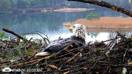 VINS Bald Eagles Nest Live Cams - Apr 16, 2026, 6:46am EDT