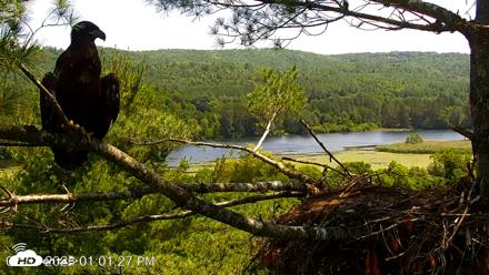 VINS Bald Eagles Nest Live Cams - Jul 3, 2026, 1:02pm EDT