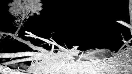 VINS Bald Eagles Nest Live Cams - Jun 22, 2026, 2:34am EDT