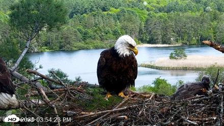 VINS Bald Eagles Nest Live Cams - May 21, 2026, 3:56pm EDT