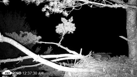 VINS Bald Eagles Nest Live Cams - Jul 18, 2026, 12:38am EDT