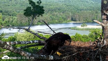 VINS Bald Eagles Nest Live Cams - Jul 2, 2026, 6:20pm EDT