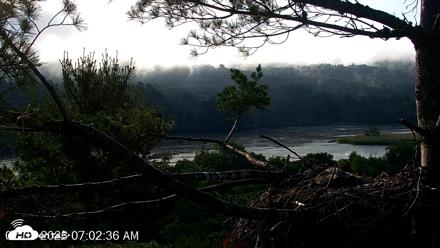 VINS Bald Eagles Nest Live Cams - Jul 5, 2026, 7:03am EDT