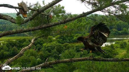 VINS Bald Eagles Nest Live Cams - Jul 22, 2026, 10:51am EDT