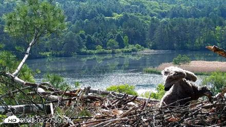 VINS Bald Eagles Nest Live Cams - May 27, 2026, 9:28am EDT
