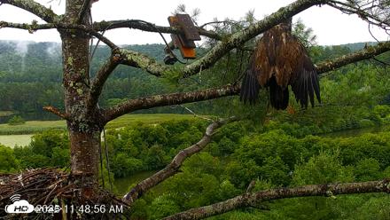 VINS Bald Eagles Nest Live Cams - Jul 30, 2026, 11:49am EDT
