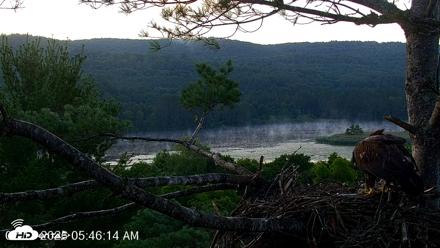 VINS Bald Eagles Nest Live Cams - Jul 17, 2026, 5:47am EDT