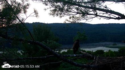 VINS Bald Eagles Nest Live Cams - Jul 20, 2026, 5:16am EDT