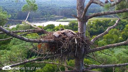 VINS Bald Eagles Nest Live Cams - Aug 10, 2026, 8:17am EDT