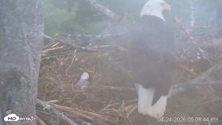 VINS Bald Eagles Nest Live Cams - Apr 24, 2026, 5:09pm EDT