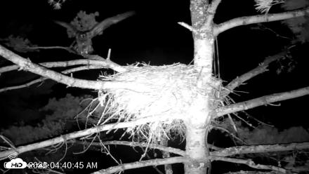 VINS Bald Eagles Nest Live Cams - Aug 13, 2026, 4:41am EDT