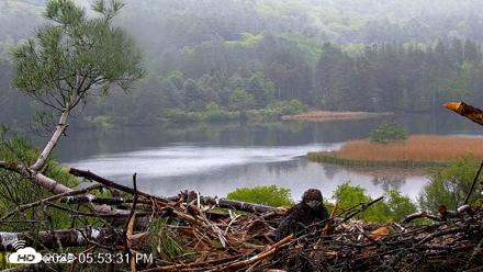 VINS Bald Eagles Nest Live Cams - May 24, 2026, 5:54pm EDT