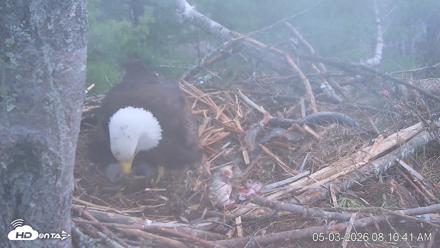 VINS Bald Eagles Nest Live Cams - May 3, 2026, 8:11am EDT