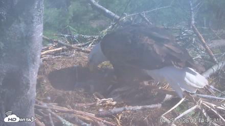 VINS Bald Eagles Nest Live Cams - Apr 25, 2026, 9:15am EDT