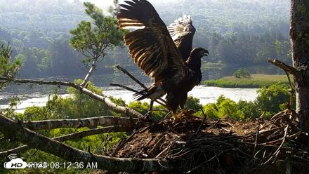 VINS Bald Eagles Nest Live Cams - Jul 2, 2026, 8:14am EDT