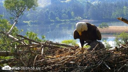VINS Bald Eagles Nest Live Cams - May 19, 2026, 8:02am EDT