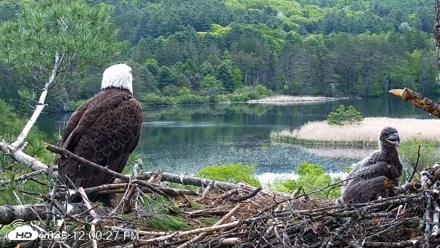 VINS Bald Eagles Nest Live Cams - May 23, 2026, 12:01pm EDT