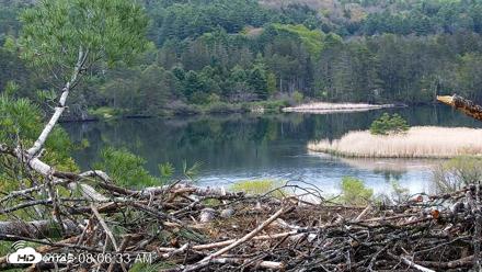 VINS Bald Eagles Nest Live Cams - May 13, 2026, 8:07am EDT