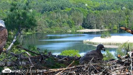 VINS Bald Eagles Nest Live Cams - May 22, 2026, 5:12pm EDT