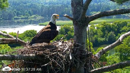 VINS Bald Eagles Nest Live Cams - Jul 26, 2026, 10:38am EDT