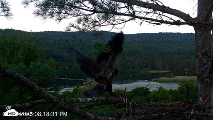 VINS Bald Eagles Nest Live Cams - Jul 20, 2026, 8:19pm EDT