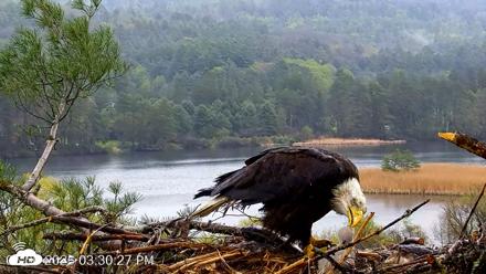 VINS Bald Eagles Nest Live Cams - May 6, 2026, 3:31pm EDT