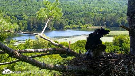 VINS Bald Eagles Nest Live Cams - Jul 24, 2026, 12:57pm EDT