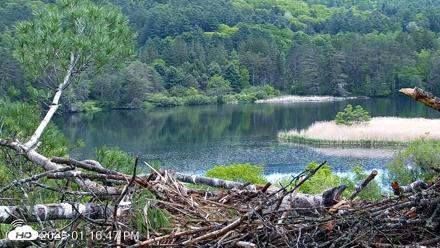 VINS Bald Eagles Nest Live Cams - May 25, 2026, 1:17pm EDT