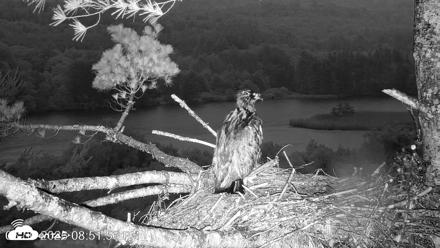 VINS Bald Eagles Nest Live Cams - Jun 30, 2026, 8:52pm EDT
