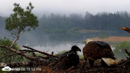 VINS Bald Eagles Nest Live Cams - Jun 10, 2026, 8:19pm EDT