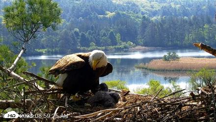 VINS Bald Eagles Nest Live Cams - May 19, 2026, 9:00am EDT