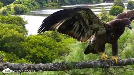 VINS Bald Eagles Nest Live Cams - Jul 23, 2026, 12:53pm EDT