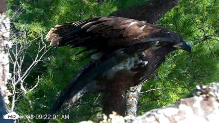 VINS Bald Eagles Nest Live Cams - Jul 26, 2026, 9:22am EDT