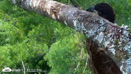 VINS Bald Eagles Nest Live Cams - Jul 28, 2026, 12:18pm EDT
