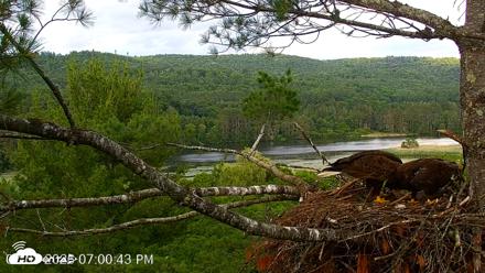 VINS Bald Eagles Nest Live Cams - Jul 3, 2026, 7:01pm EDT