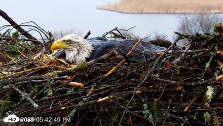 VINS Bald Eagles Nest Live Cams - Apr 14, 2026, 5:43pm EDT