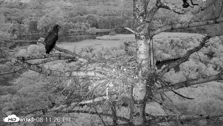 VINS Bald Eagles Nest Live Cams - Aug 12, 2026, 8:12pm EDT