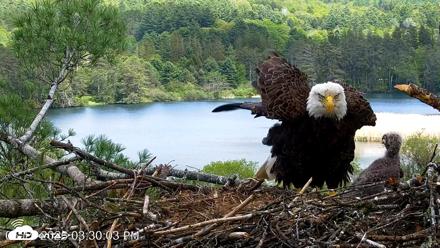 VINS Bald Eagles Nest Live Cams - May 19, 2026, 3:31pm EDT