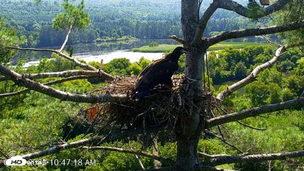 VINS Bald Eagles Nest Live Cams - Jul 27, 2026, 10:47am EDT
