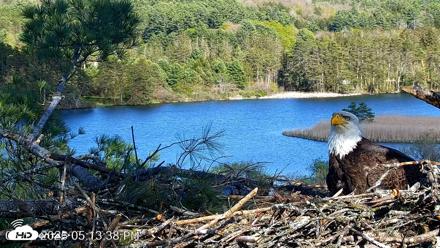 VINS Bald Eagles Nest Live Cams - May 12, 2026, 5:14pm EDT