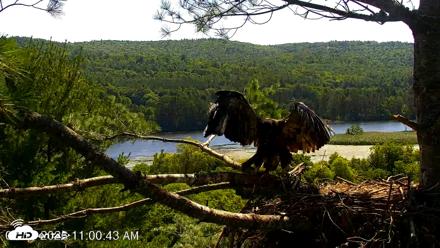 VINS Bald Eagles Nest Live Cams - Jul 17, 2026, 11:01am EDT