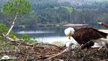 VINS Bald Eagles Nest Live Cams - May 10, 2026, 7:48am EDT
