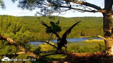 VINS Bald Eagles Nest Live Cams - Jul 20, 2026, 6:17pm EDT