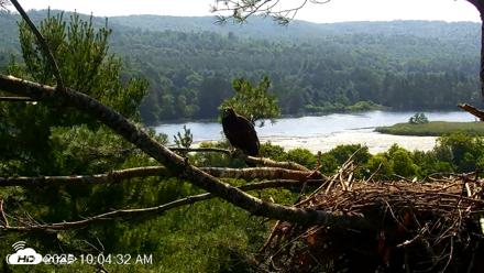 VINS Bald Eagles Nest Live Cams - Jul 16, 2026, 10:05am EDT