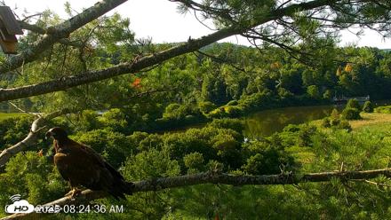 VINS Bald Eagles Nest Live Cams - Jul 23, 2026, 8:25am EDT