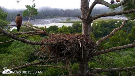VINS Bald Eagles Nest Live Cams - Aug 15, 2026, 8:16am EDT